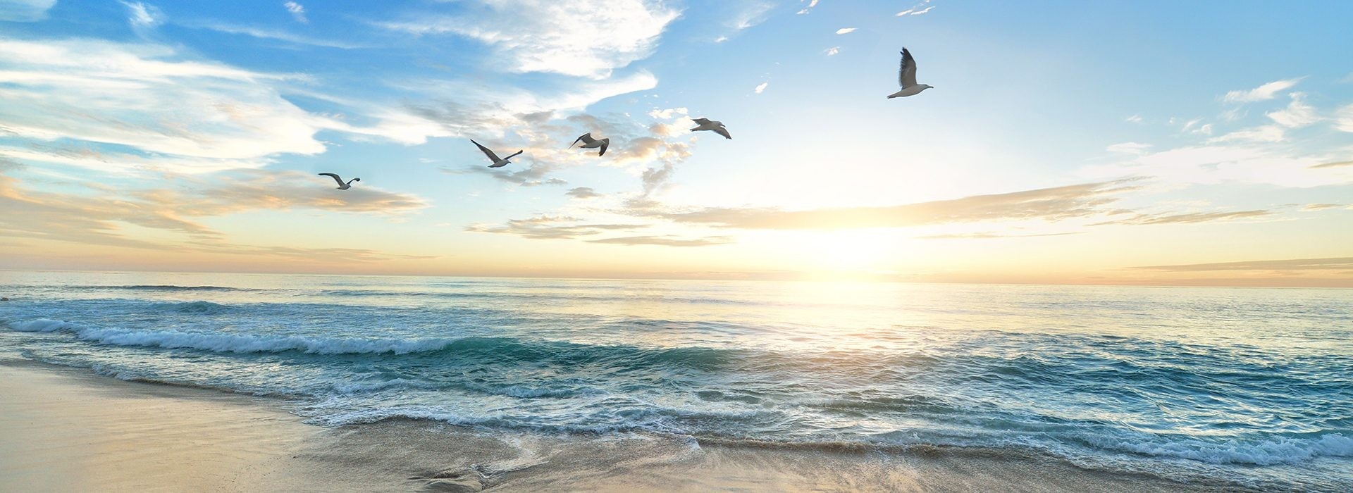 Seagulls over the sea at sunrise